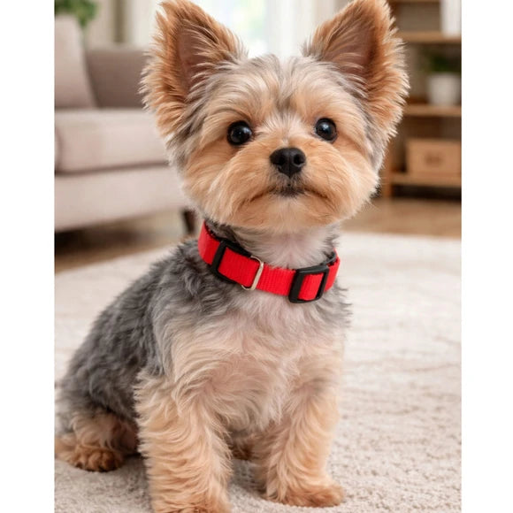 Dukes Adjustable Nylon Dog Collar