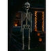 35“ Hanging Poseable Plastic Skeleton Decorative Prop